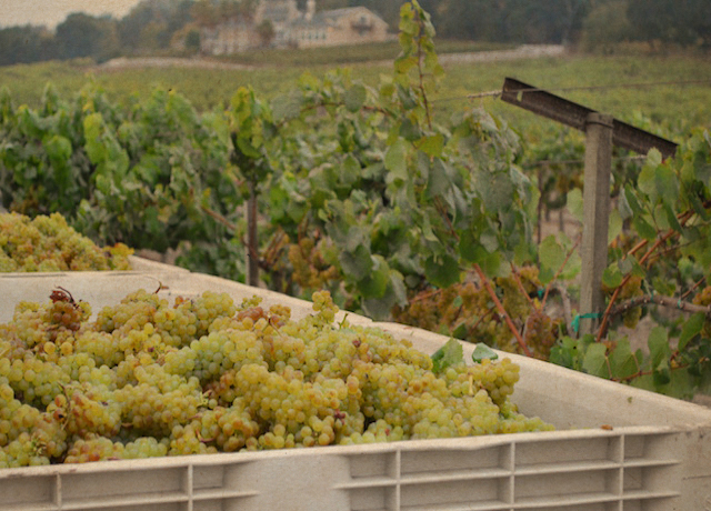 anaba-wines-chardonnay-bins-2016-harvest