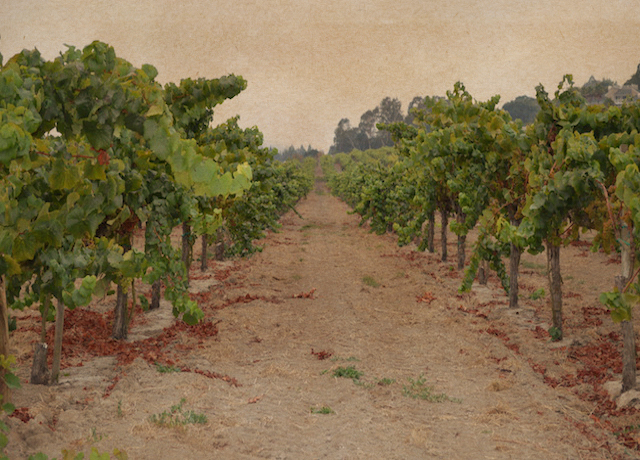 chardonnay-vines-anaba-wines-harvest-2016